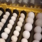ocellated turkey eggs for sale
