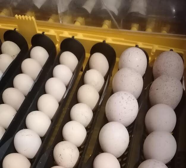0-e1743206675769.jpg ocellated turkey eggs for sale - Image 1