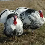 Royal Palm Turkeys