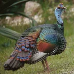Ocellated Turkey For Sale