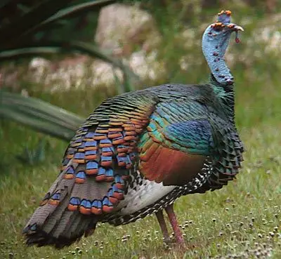 Ocellated Turkey For Sale