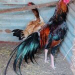 Asil GameFowl for sale