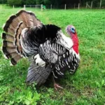 Broad Breasted Bronze Turkeys