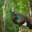 El-Mirador-Conservation-in-Mayalandia-Christian-Ziegler-Photojournalist