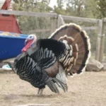 Standard Bronze Turkeys