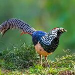 Lady Amherst Pheasants for Sale