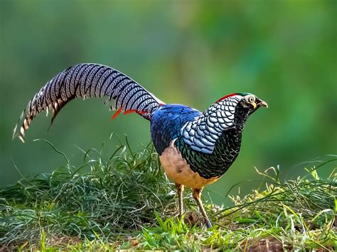 Lady Amherst Pheasants for Sale