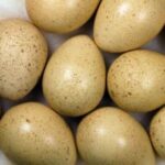 Phesant Hatching Eggs