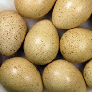 Phesant Hatching Eggs