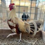 Pumpkin X Grey GameFowl for sale
