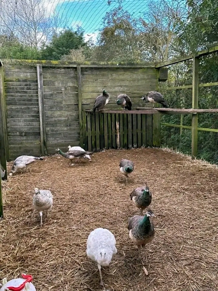 Rare-Color-Varieties-Peafowl.jpg Rare Color Varieties Peafowl - Image 1