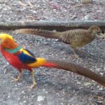 Red Golden Pheasant for sale