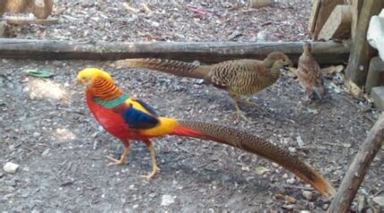Red Golden Pheasant for sale