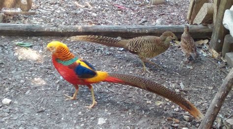 Red-Golden-Pheasant.jpg Red Golden Pheasant for sale