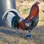 Spangle Hatch GameFowl for sale