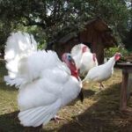 MIDGET WHITE TURKEY