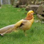 Yellow Golden Pheasant for Sale