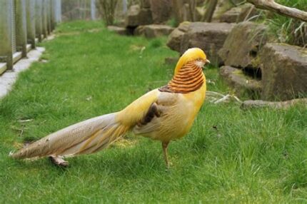 Yellow Golden Pheasant for Sale