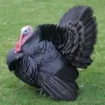 Black Spanish Turkeys