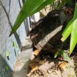 Ocellated Turkey Chicks