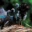 ocellated-turkey-Meleagris-ocellata-1