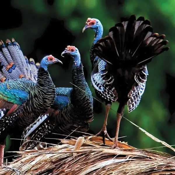 ocellated-turkey-Meleagris-ocellata-1