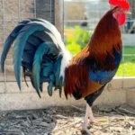 Cardinal Kelso GameFowl for sale